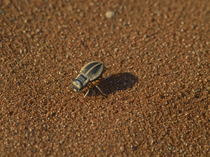 Beetle, Sossusvlei